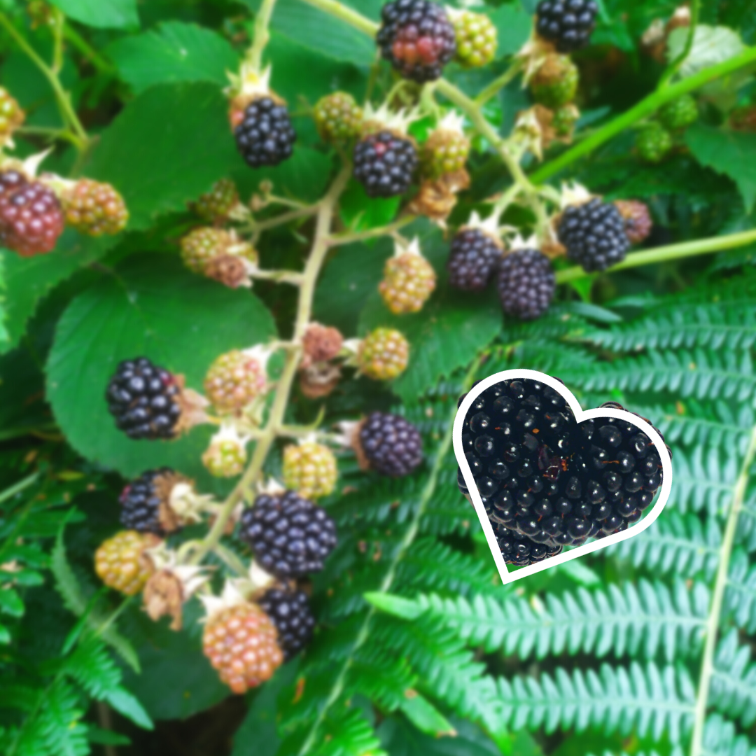 Gelée Extra de Mûre Sauvage